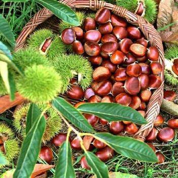 農產品批發供應商黃世統 - 惠農網電腦版