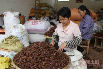 【自主2016跑江湖地攤八角調味八角廣西大紅八角廠家貨源大紅八角】金牛區新科創達商貿部 - 產品庫