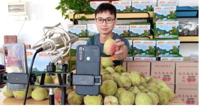 廣西平樂縣,生態(tài)水果成網(wǎng)紅產(chǎn)品