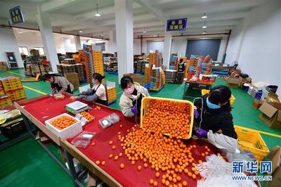 廣西融安:電商復工助桔農