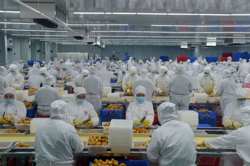 因勢利導(dǎo)貫通產(chǎn)加銷 深百協(xié)作共建農(nóng)業(yè)產(chǎn)業(yè)化