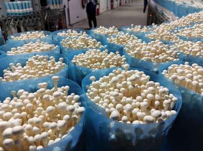 廣西貴港:數字科技賦能特色產業拓寬農民致富路