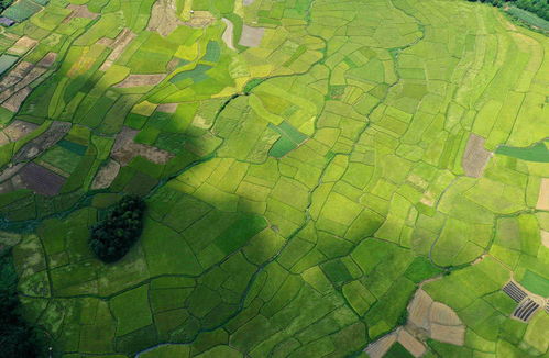 廣西融安 夏日田園的詩意畫卷